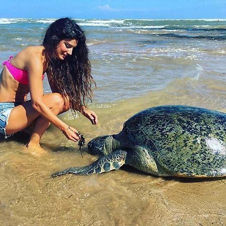 מלון היקדואה Turtle Bay מראה חיצוני תמונה